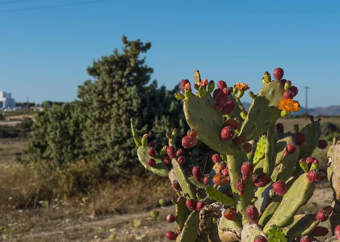 Iliovasilema 아파트호텔 4*